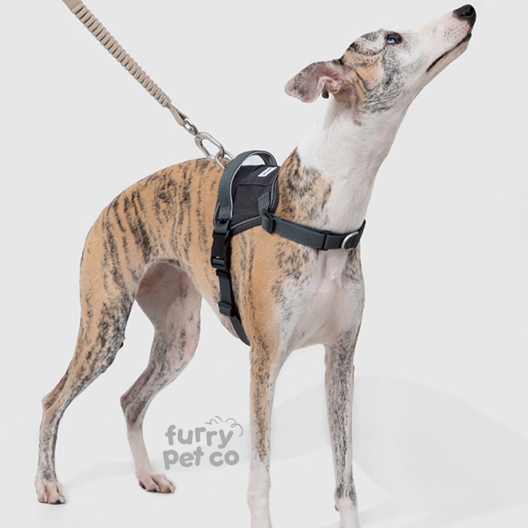 HiDREAM Quick Wear Water Resistant Harness with Air Tag Pocket (up to 30kg)